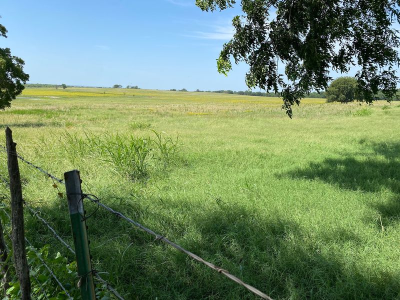 Cows, Grasshoppers, and Peaceful Pastureland Cows, Grasshoppers, and Peaceful Pastureland