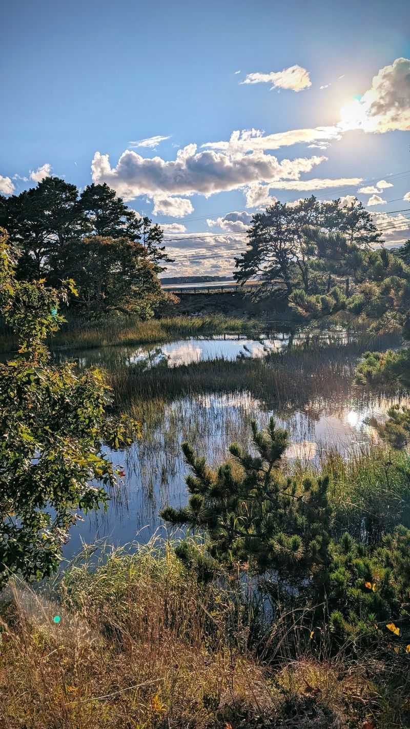 Cranberry Bogs, Ponds, and Pine Woods Cranberry Bogs, Ponds, and Pine Woods