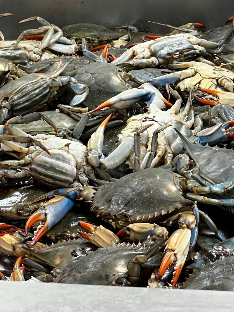 Crawfish, Crabs, and Other Live Catches