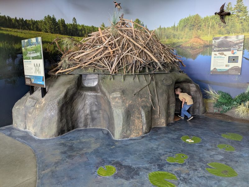 Crawling Into a Beaver's Living Room