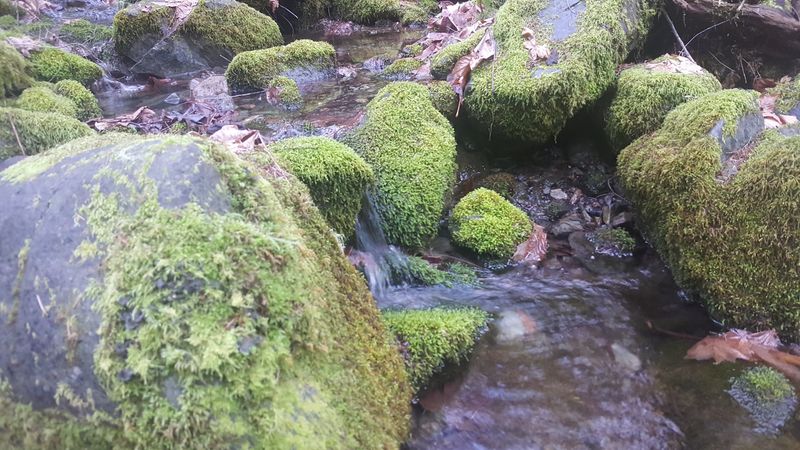 Creekside Ruins and Mossy Water Creekside Ruins and Mossy Water