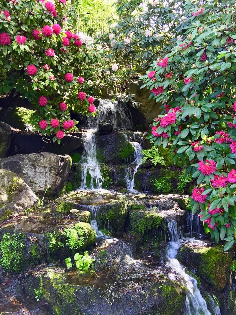 Crystal Springs Rhododendron Garden, Portland, Oregon
