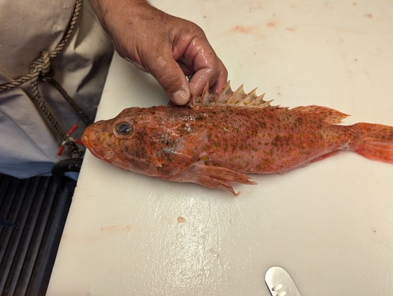 Cut to Order, Right Before Your Eyes Cut to Order, Right Before Your Eyes