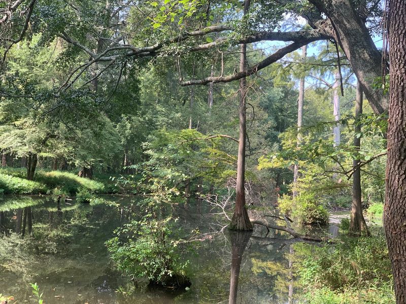 Cypress Trees and the Little Maumelle River Cypress Trees and the Little Maumelle River
