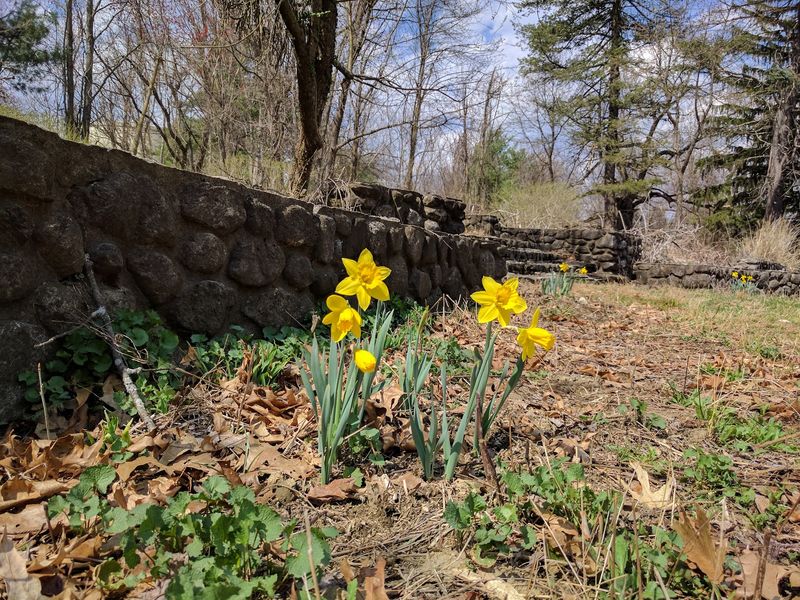 Daffodils in Spring, Color in Fall Daffodils in Spring, Color in Fall