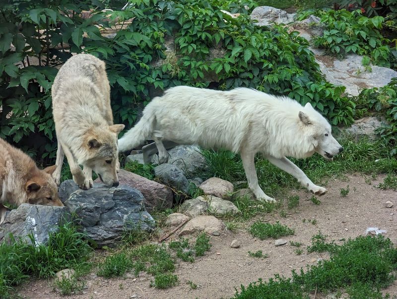 Daily Programs That Get The Wolves Moving