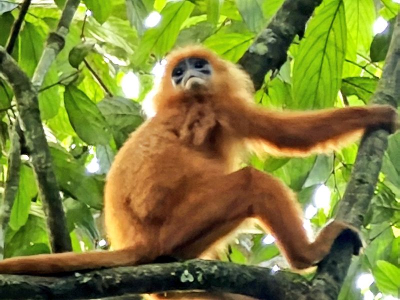 Danum Valley, Malaysia: Sunda Colugos and Other Unusual Wildlife