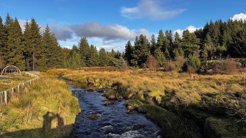 Davagh Forest, County Tyrone, Northern Ireland Davagh Forest, County Tyrone, Northern Ireland