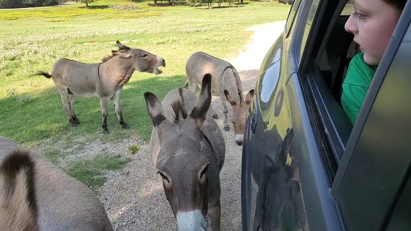 Decades of Family Road Trip Memories