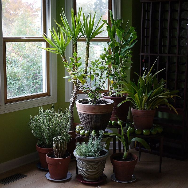 Decorating With Evergreen Plants Decorating With Evergreen Plants