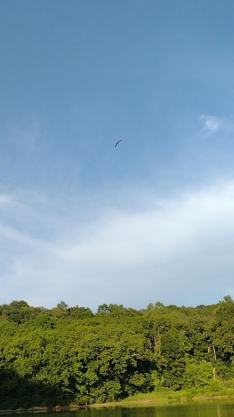 Deer, Eagles, and Other Neighbors