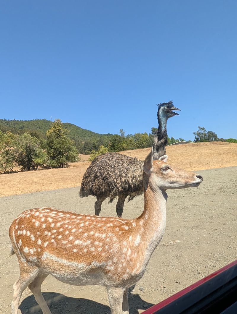 Deer, Emus, and the Feed Cup Game