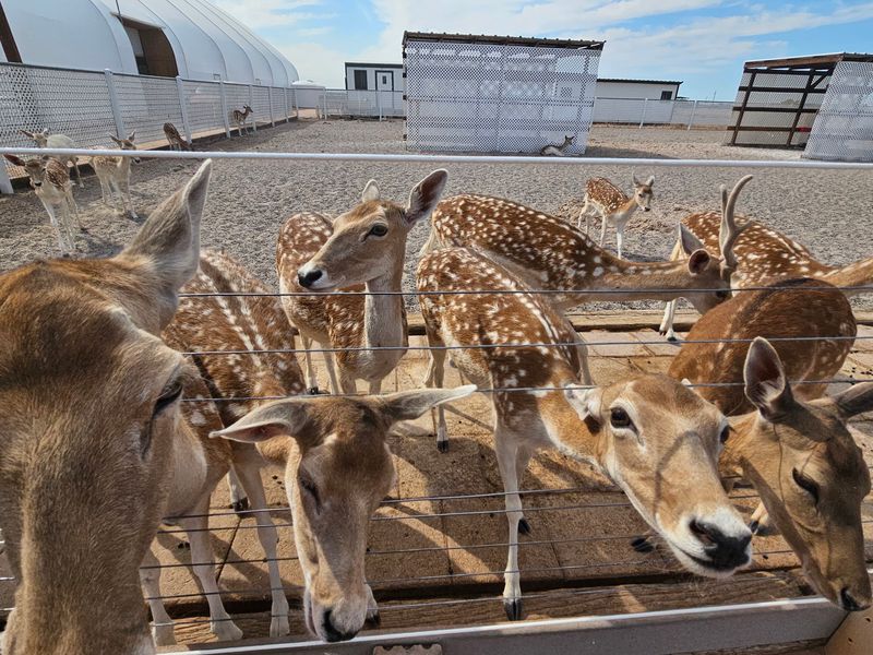Deer, Goats, and a Laughing Donkey