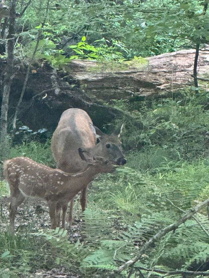 Deer Sightings, Wild Turkeys, and a Very Social Frog Pond