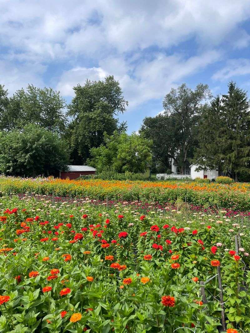 Delight Flower Farm, Champaign, IL