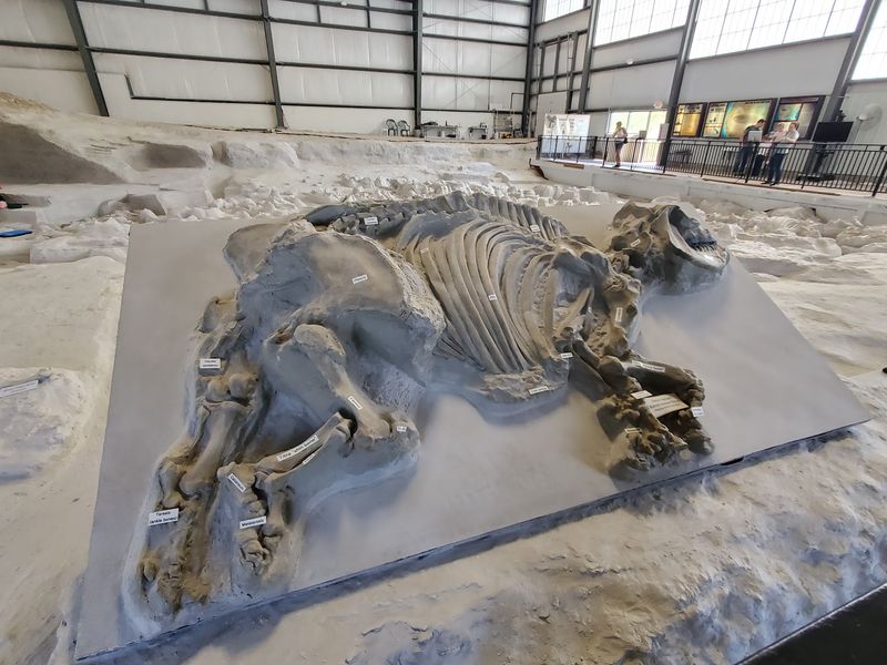 Discover Prehistoric Animals at Ashfall Fossil Beds State Historical Park, Royal, Nebraska Discover Prehistoric Animals at Ashfall Fossil Beds State Historical Park, Royal, Nebraska