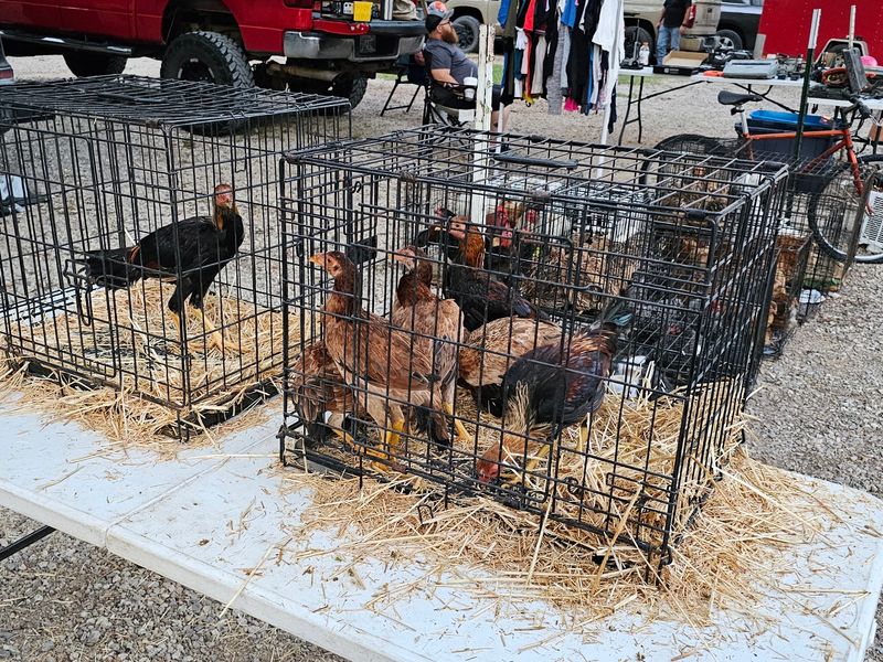 Dog Trade, Oklahoma, Sulphur Dog Trade, Oklahoma, Sulphur
