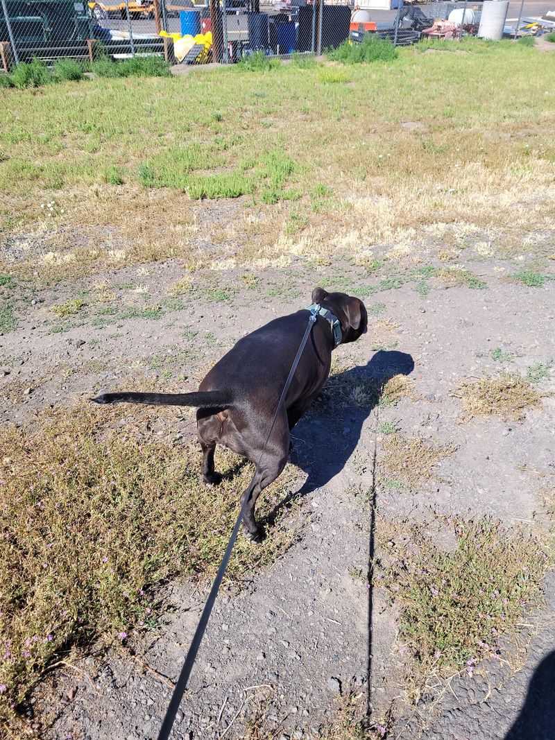 Dog Walkers' Morning Ritual