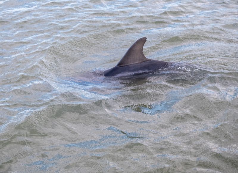 Dolphins, Birds, and Other Wild Neighbors