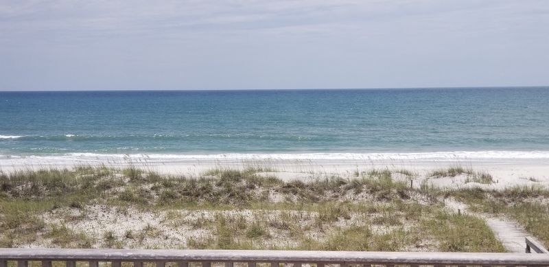 Dolphins at Breakfast and Deer in the Surf