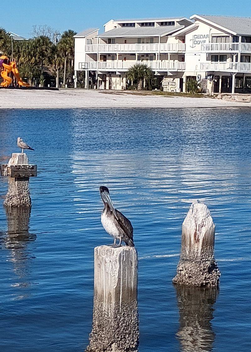 Dolphins in the Channel, Pelicans on Every Post Dolphins in the Channel, Pelicans on Every Post