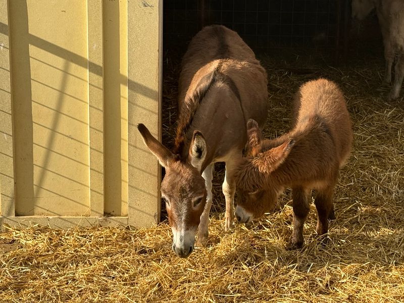 Donkey Kingdom, Cumberland Furnace, Tennessee Donkey Kingdom, Cumberland Furnace, Tennessee