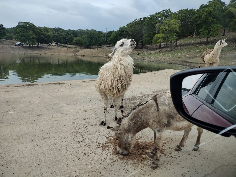 Donkeys and Llamas Run the Welcome Committee