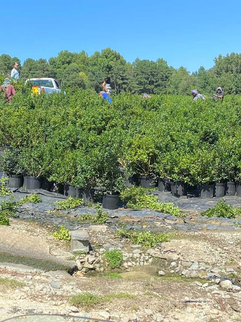 Driving Through the Rows