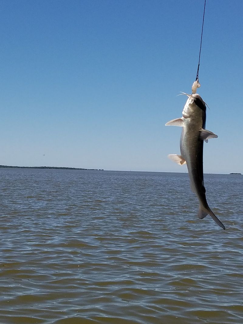Drum, Sheepshead, Sharks, and a Few Surprises Drum, Sheepshead, Sharks, and a Few Surprises