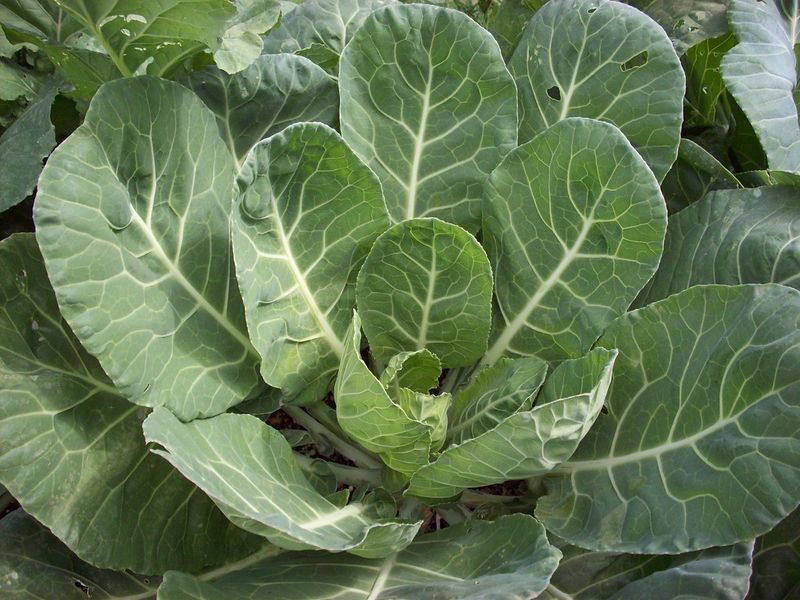 Dry, Flavorless Collard Greens Dry, Flavorless Collard Greens