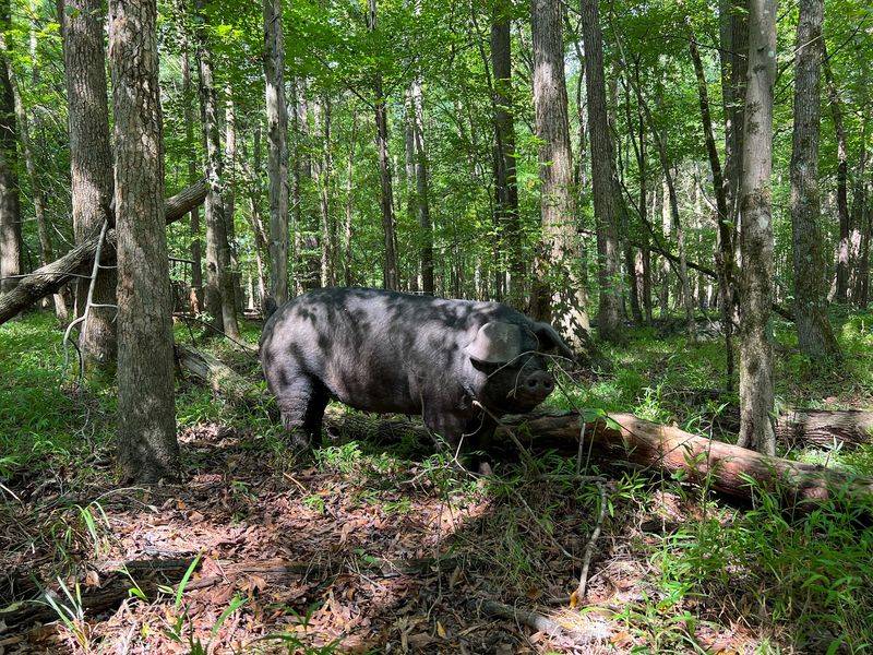 Duck, Chicken, and Forest-Raised Pork