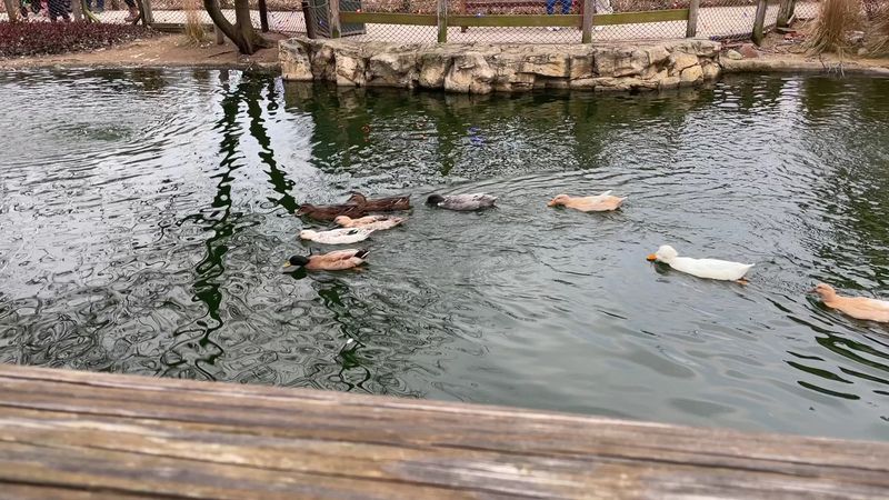 Duck Pond Feeding Time Duck Pond Feeding Time