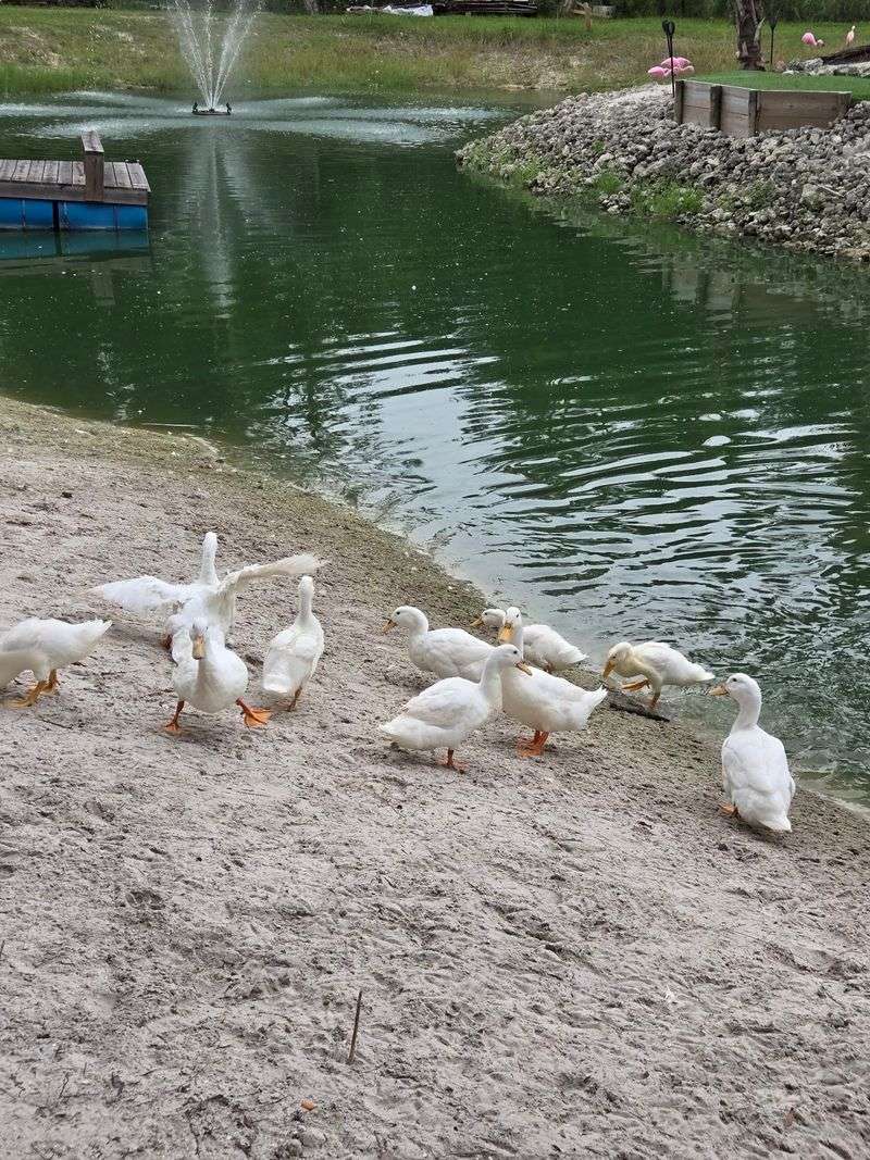 Duck Pond Views and Catfish Feeding Duck Pond Views and Catfish Feeding