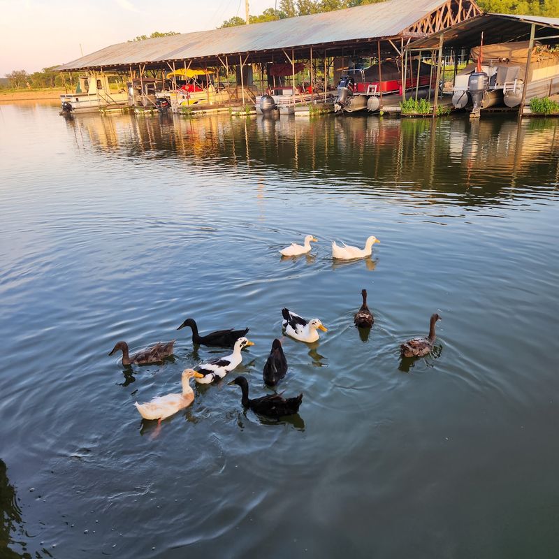Ducks, Deer, and Sunrises Worth Waking For Ducks, Deer, and Sunrises Worth Waking For
