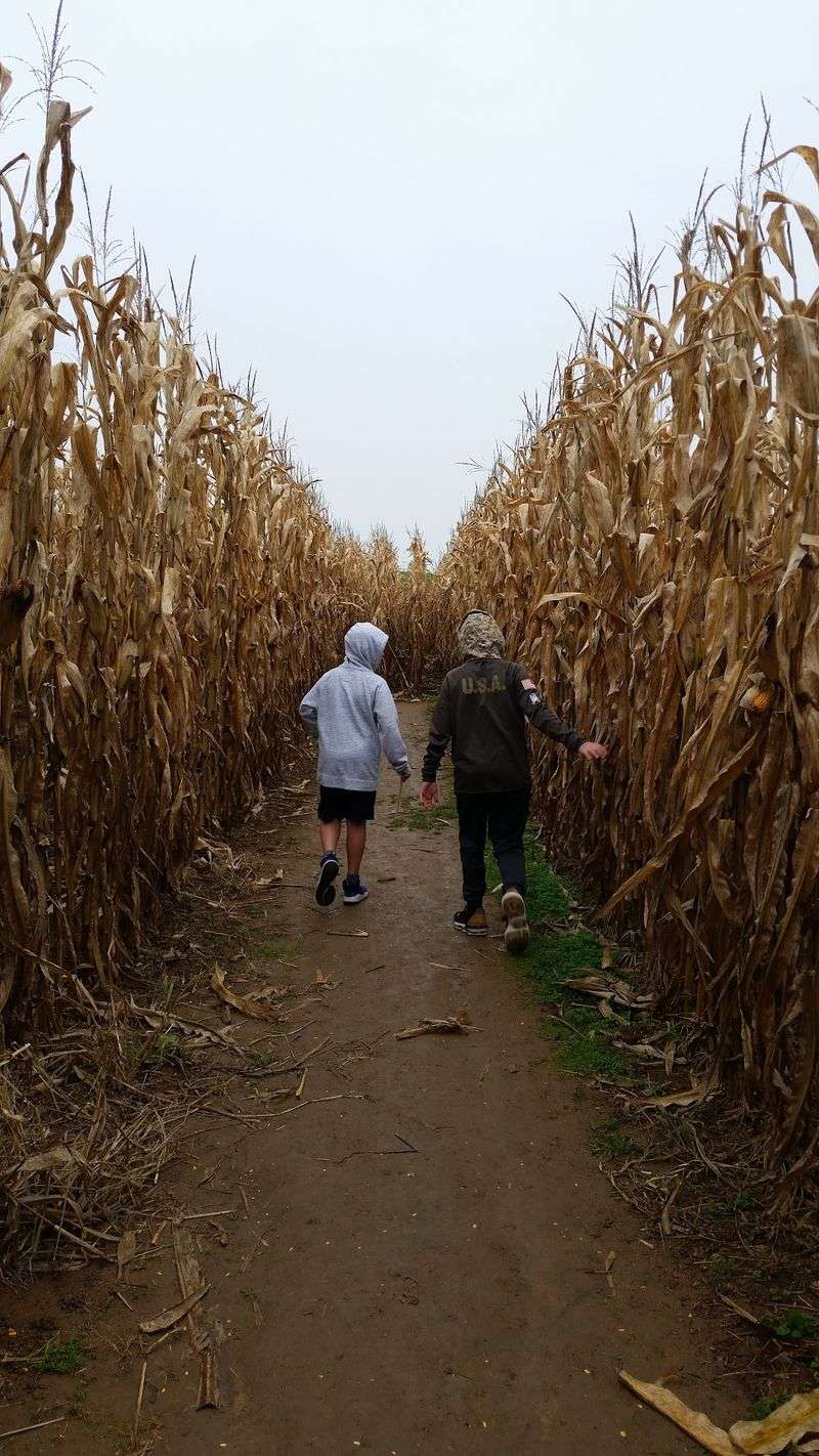 Duncan's Corn Maze, Robesonia, Pennsylvania
