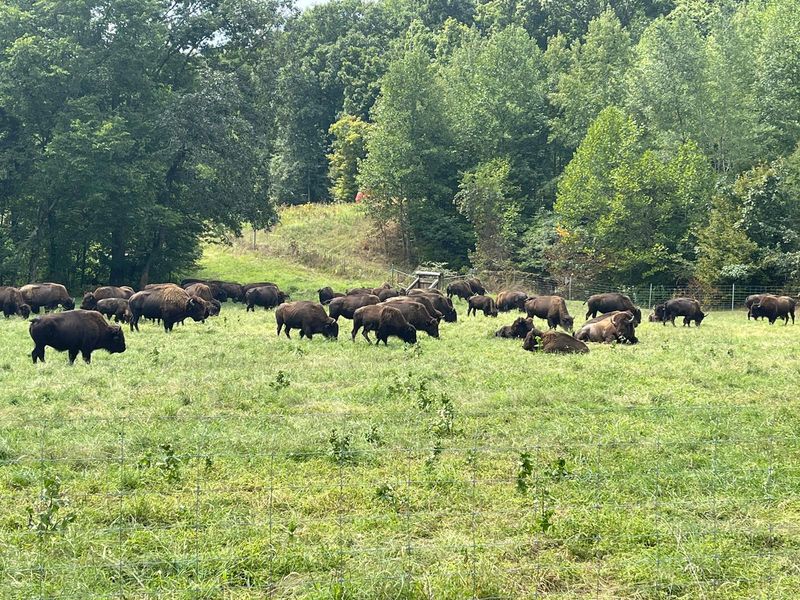 Dust Baths and Other Bison Theater