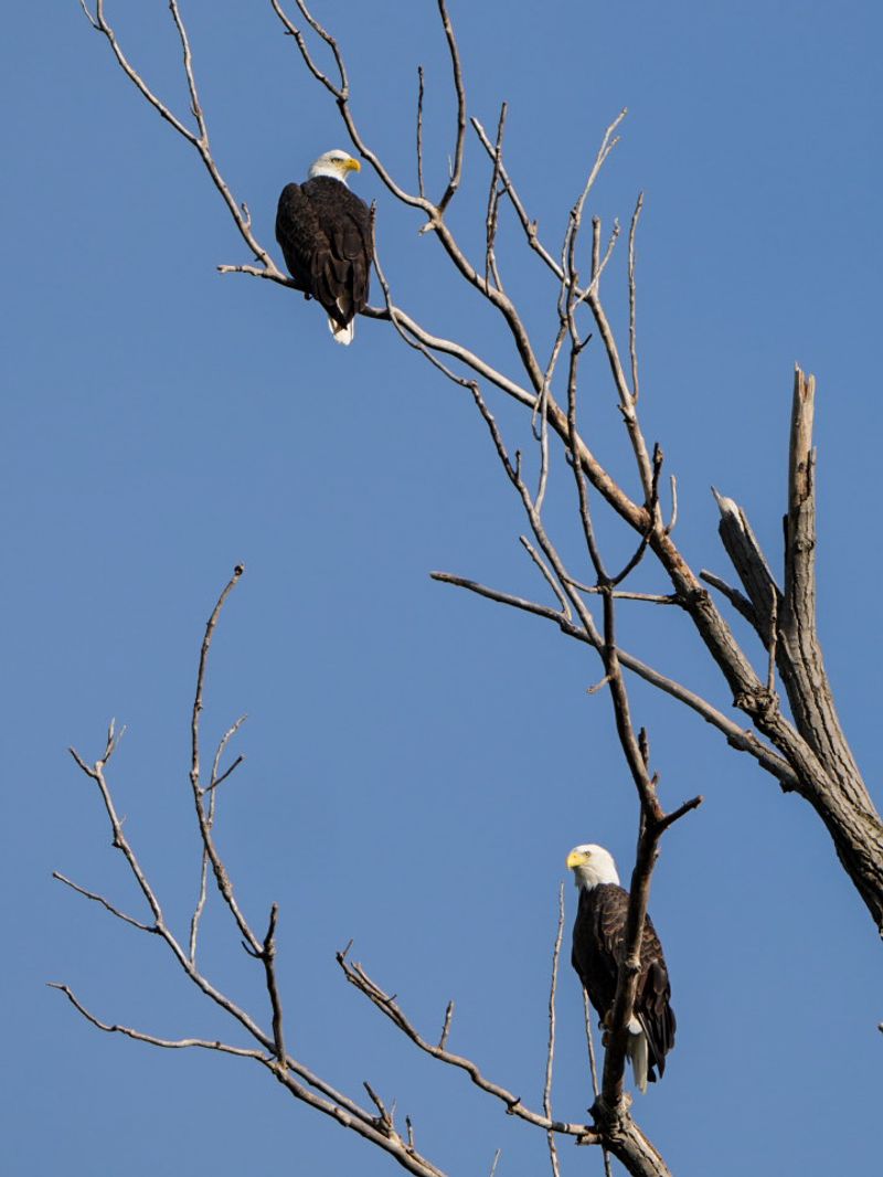 Eagle Watch at Sequoyah National Wildlife Refuge, Oklahoma, Vian Eagle Watch at Sequoyah National Wildlife Refuge, Oklahoma, Vian