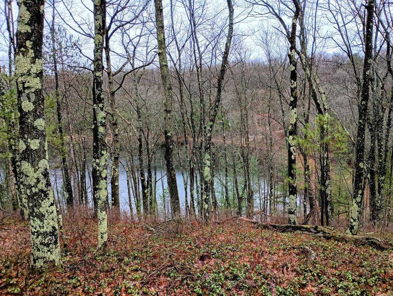Eagles, Porcupines, and Syers Lake