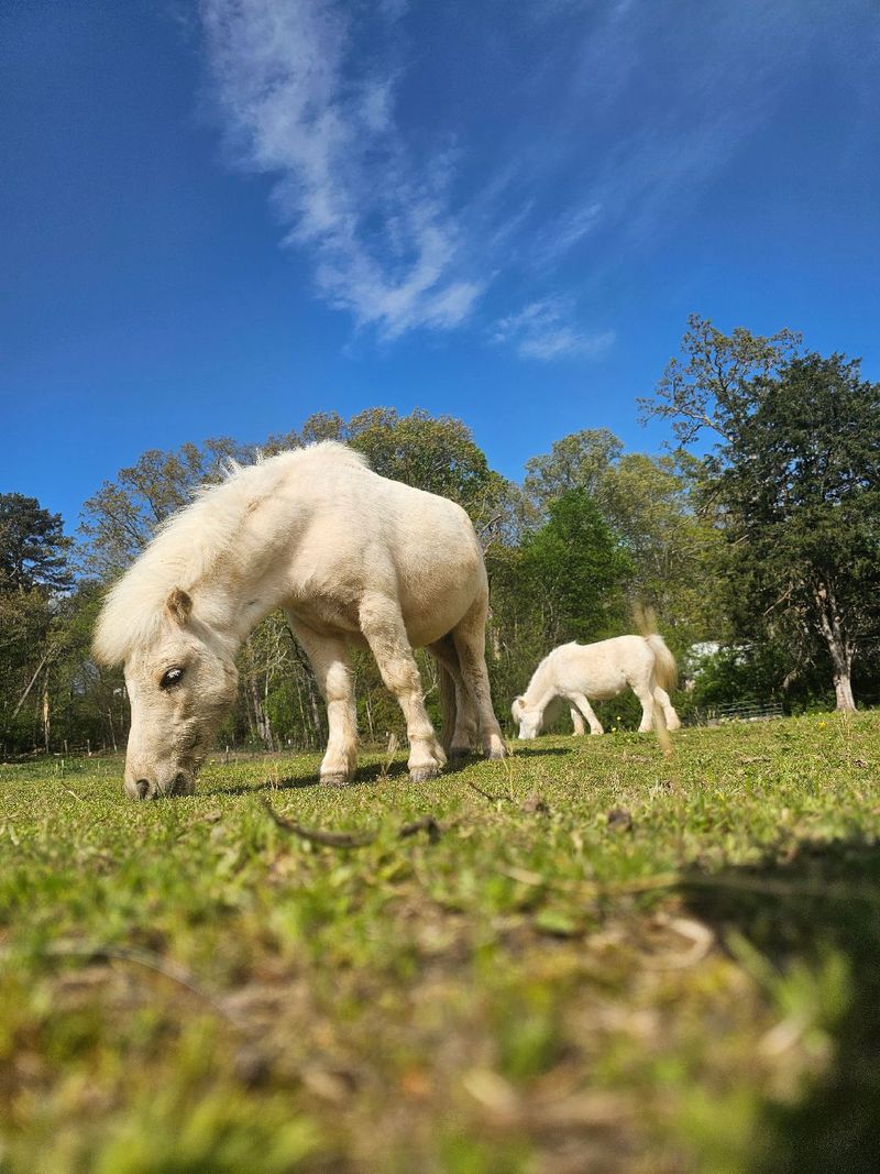 East Tennessee Miniature Horse And Donkey Rescue (by appointment only), Loudon, TN East Tennessee Miniature Horse And Donkey Rescue (by appointment only), Loudon, TN