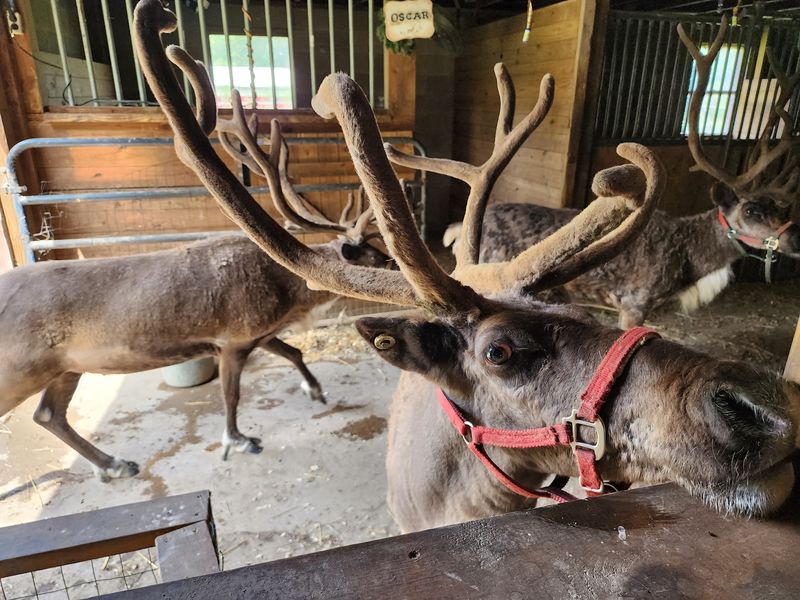 Easter Tours, Yoga, And Christmas In July