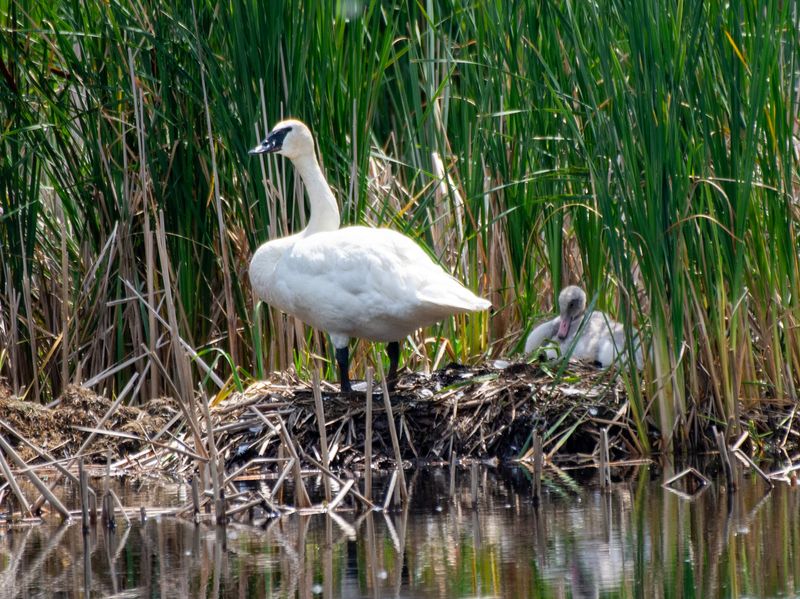 Egrets, Swans, and a Birder's Playground Egrets, Swans, and a Birder's Playground