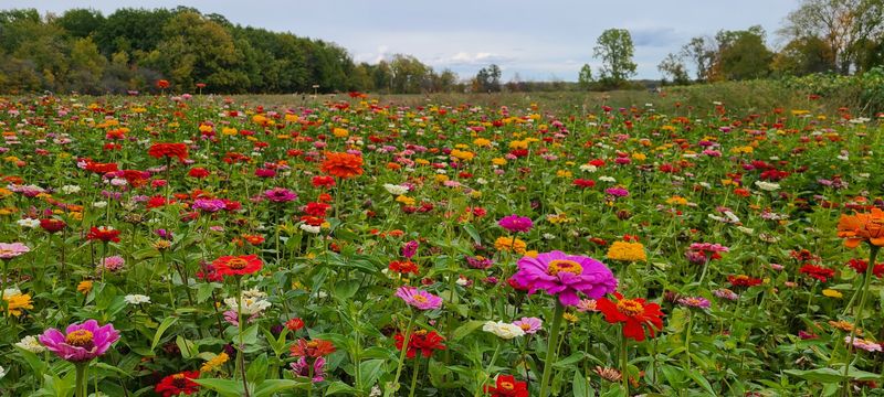 Eight Acres of Blooms Eight Acres of Blooms