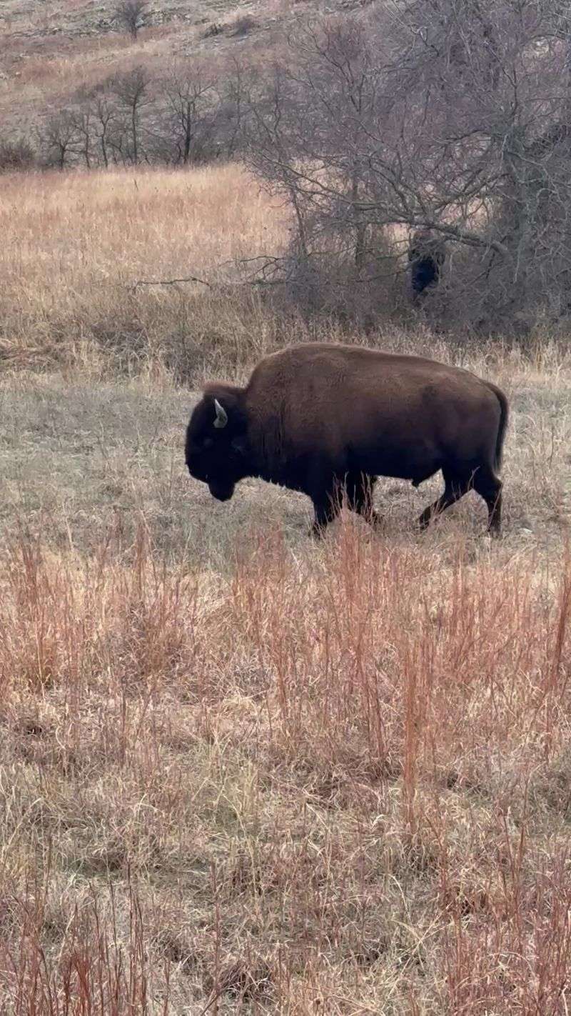 Elk Season and Bugling Calls Elk Season and Bugling Calls