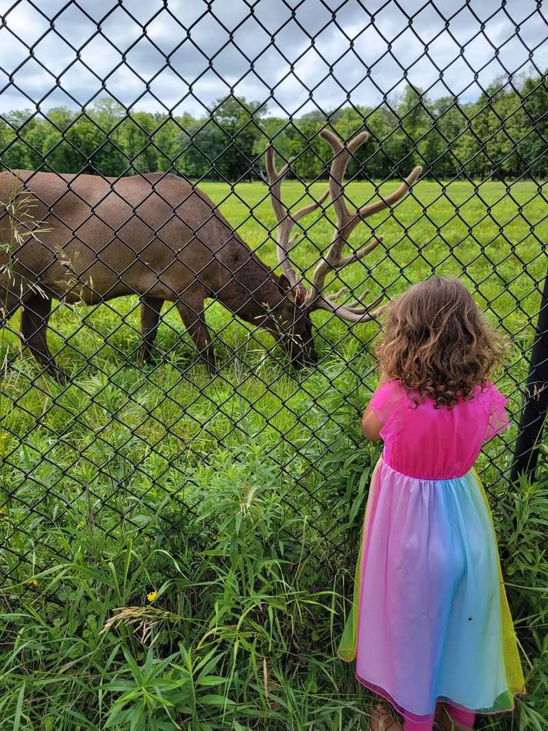 Elk Watching Along the Fence Line