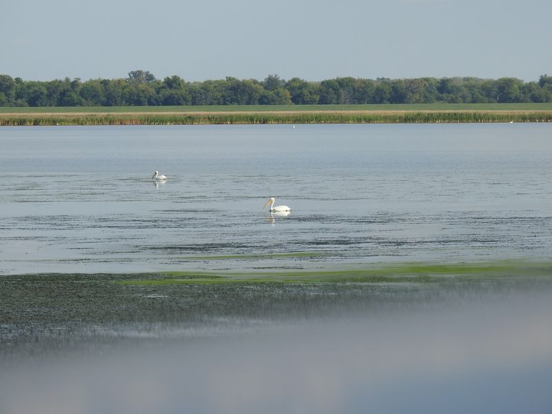Emiquon National Wildlife Refuge, Lewistown, IL Emiquon National Wildlife Refuge, Lewistown, IL