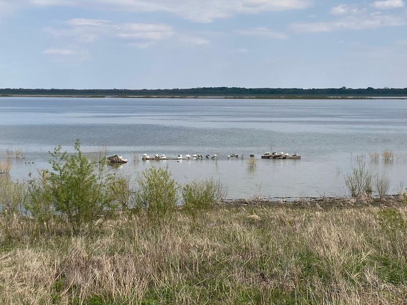 Emiquon Nature Preserve, Lewistown, IL Emiquon Nature Preserve, Lewistown, IL