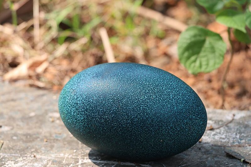 Emu eggs
