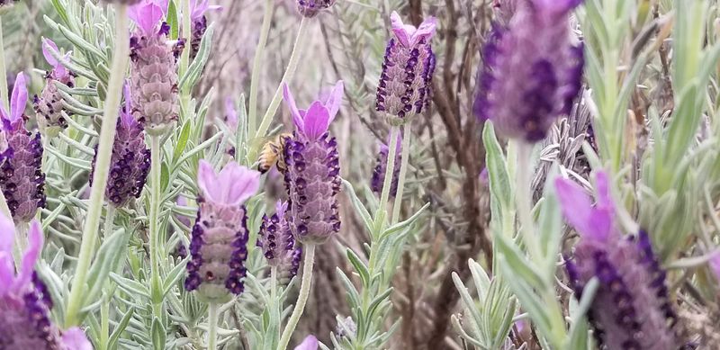 Essential Oil That Fans Call Beyond Compare