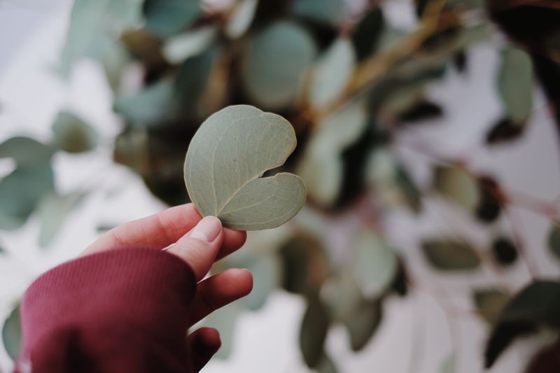 Eucalyptus for a Stuffy Nose Eucalyptus for a Stuffy Nose