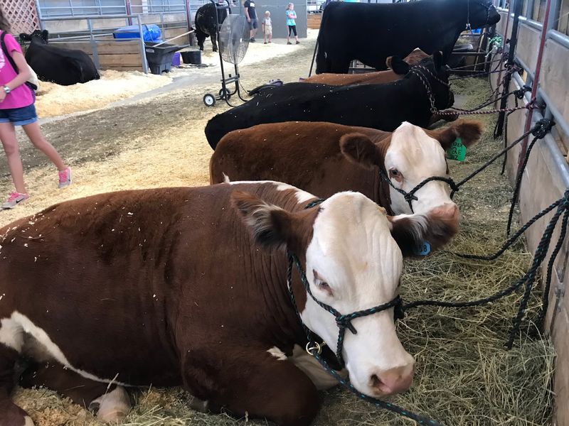Exhibits, 4-H Displays and a Sea Lion Show